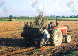 SUGAR CANE PLANTER HFI-496